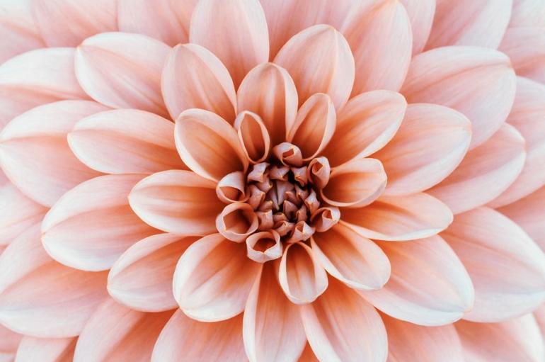 Close-up Dahlia bloem