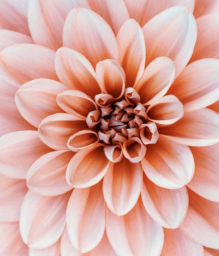 Close-up Dahlia bloem