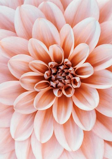 Close-up Dahlia bloem