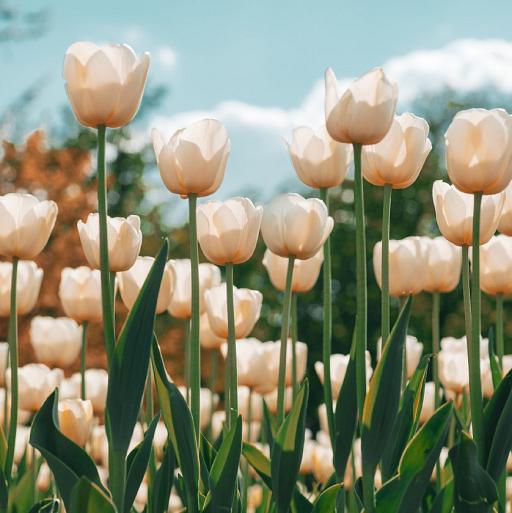 Witte tulpen in tulpenveld