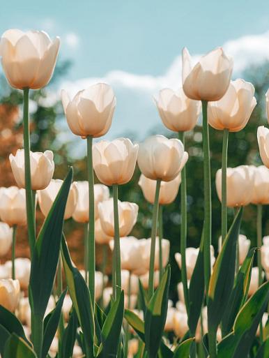 Witte tulpen in tulpenveld