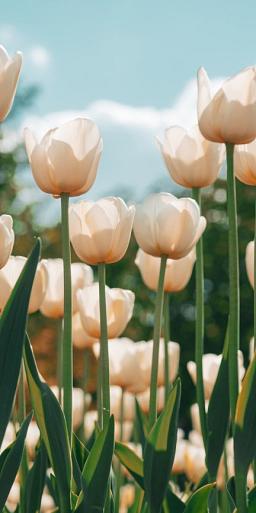 Witte tulpen in tulpenveld