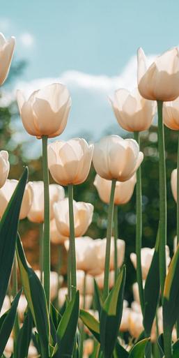 Witte tulpen in tulpenveld