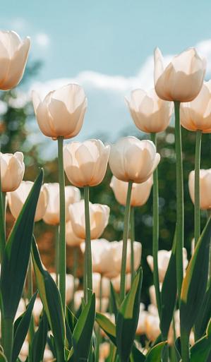 Witte tulpen in tulpenveld