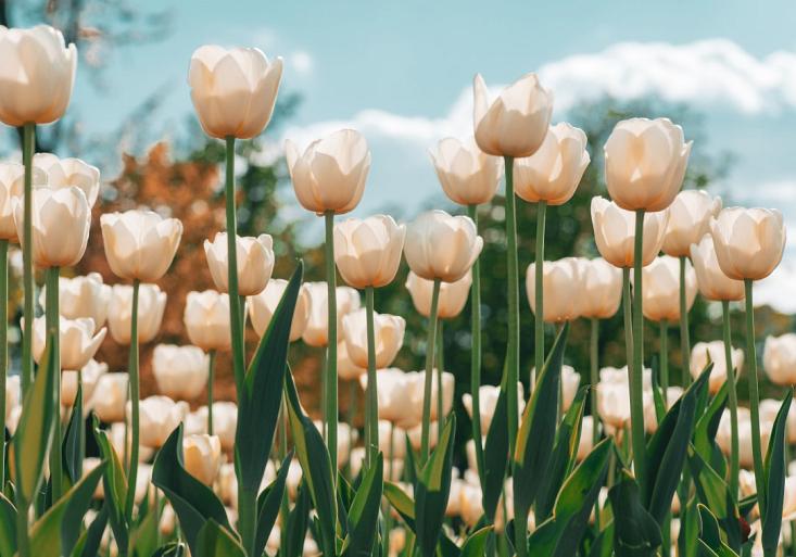 Witte tulpen in tulpenveld