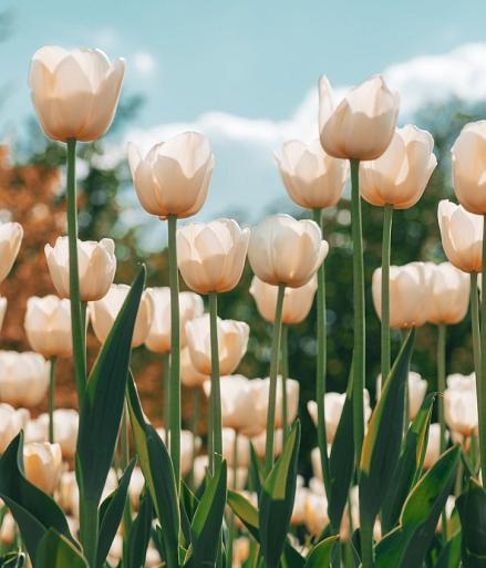 Witte tulpen in tulpenveld