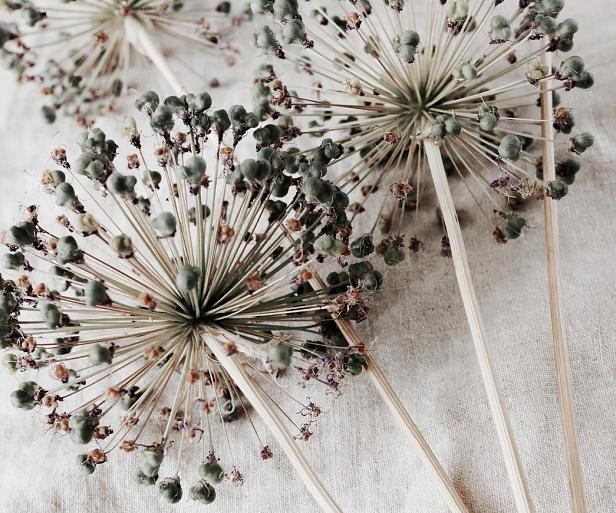 Droge allium bloemen op beige stof