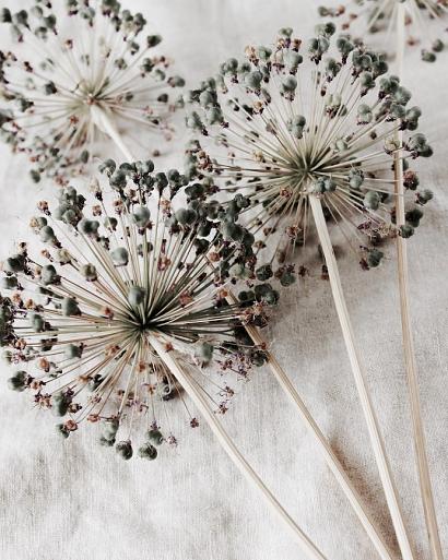 Droge allium bloemen op beige stof