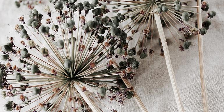 Droge allium bloemen op beige stof