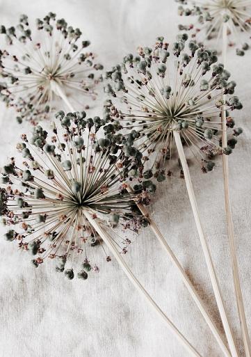 Droge allium bloemen op beige stof