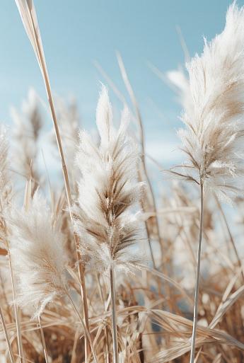 Veld met pampas en blauwe lucht