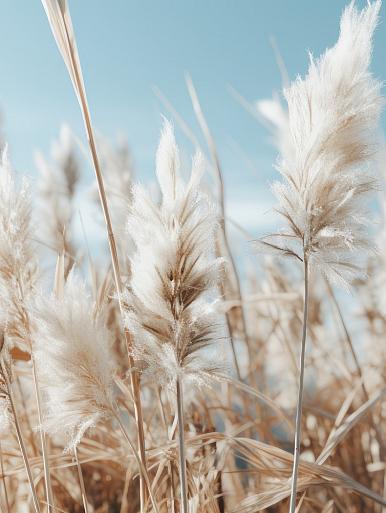 Veld met pampas en blauwe lucht