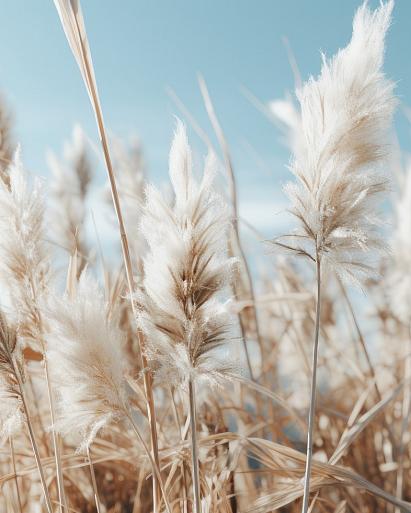 Veld met pampas en blauwe lucht