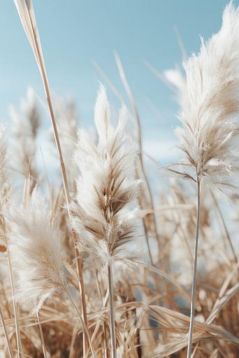 Veld met pampas en blauwe lucht