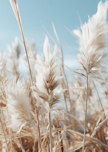 Veld met pampas en blauwe lucht