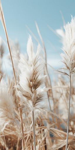 Veld met pampas en blauwe lucht