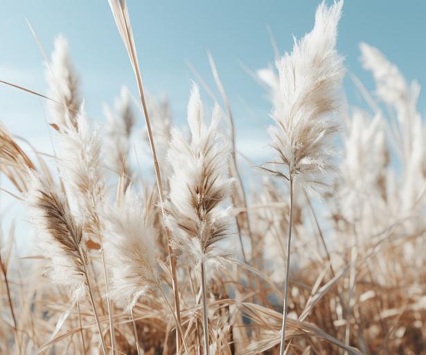 Veld met pampas en blauwe lucht