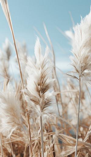 Veld met pampas en blauwe lucht