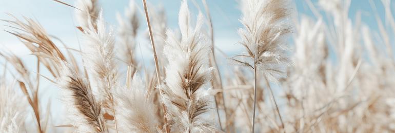 Veld met pampas en blauwe lucht