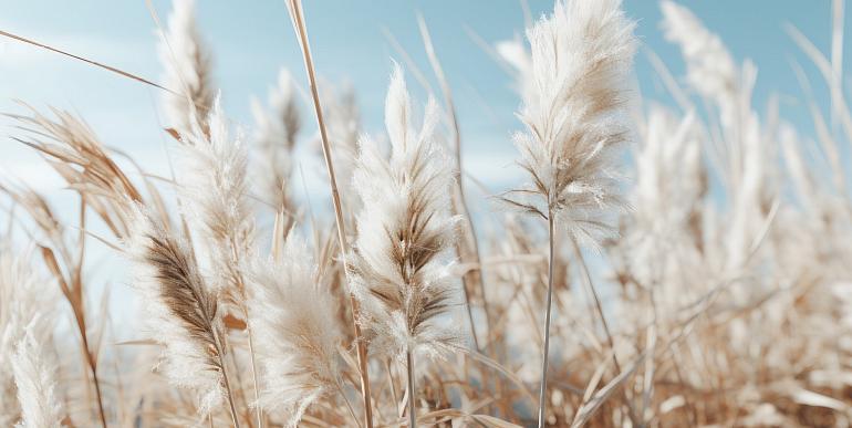 Veld met pampas en blauwe lucht