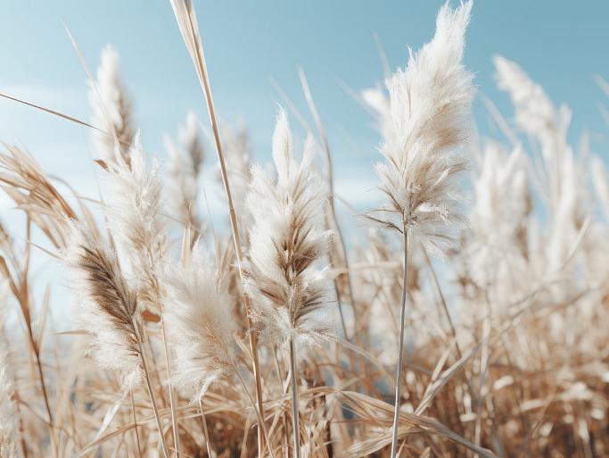 Veld met pampas en blauwe lucht