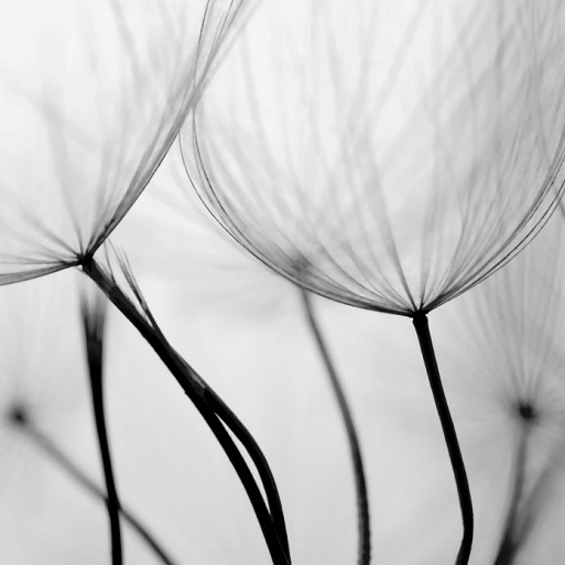 Close-up paardenbloem zaadjes