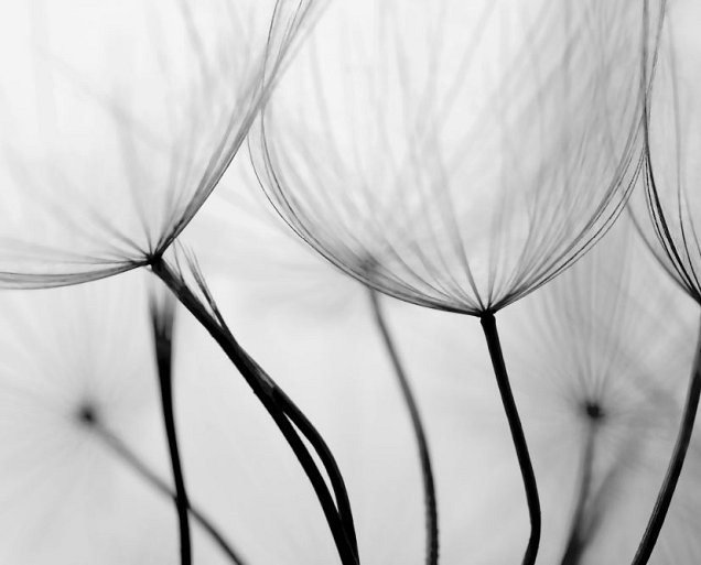 Close-up paardenbloem zaadjes