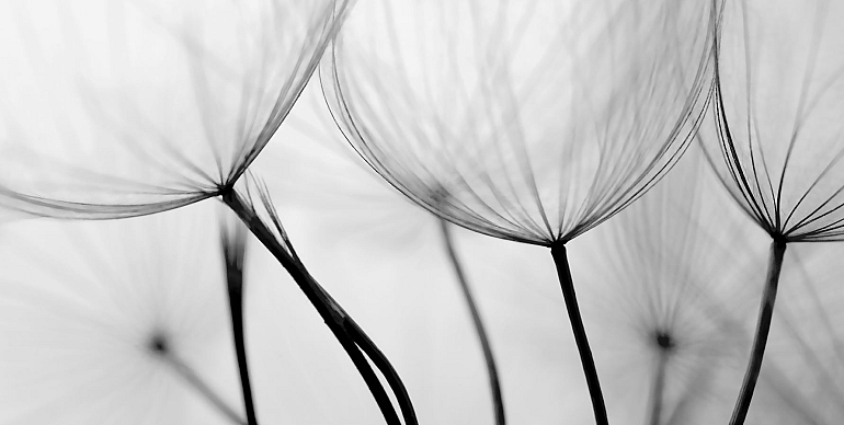 Close-up paardenbloem zaadjes