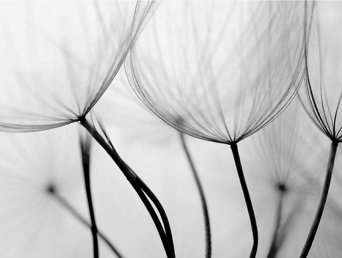 Close-up paardenbloem zaadjes