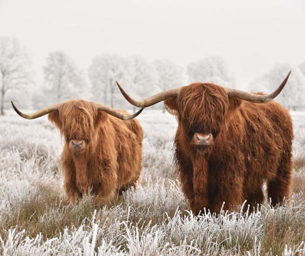 Schotse hooglanders