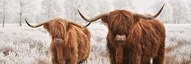 Schotse hooglanders