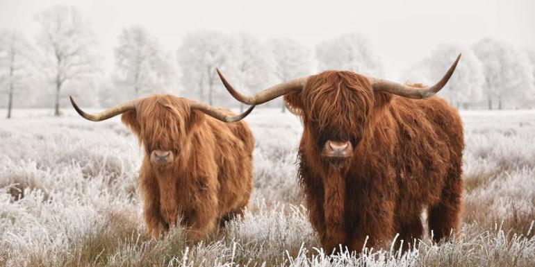 Schotse hooglanders