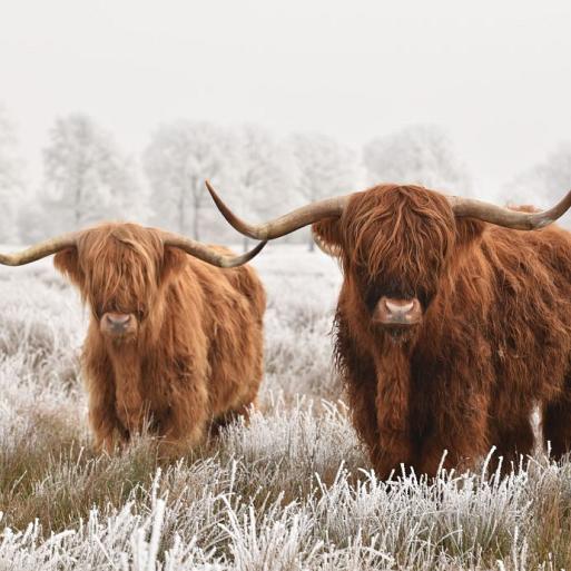 Schotse hooglanders