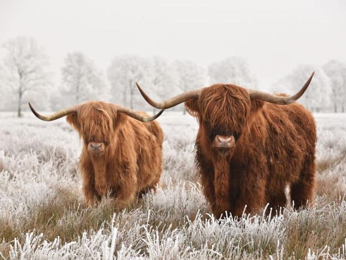 Schotse hooglanders