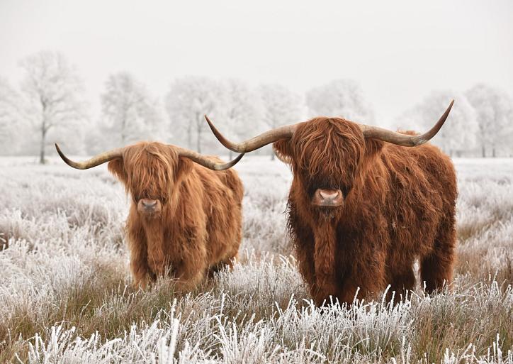 Schotse hooglanders