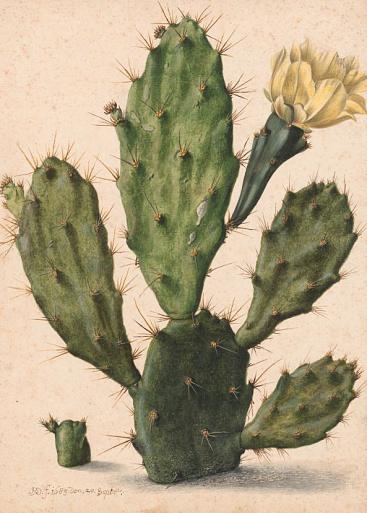 Bloeiende vijgcactus, Herman Saftleven, 1683