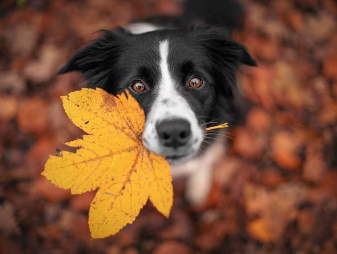 Border Collie hond in een herfstlandschap