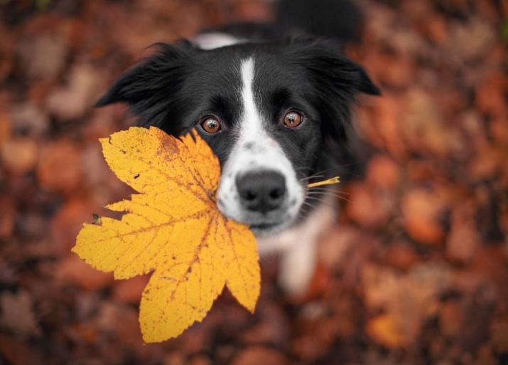 Border Collie hond in een herfstlandschap