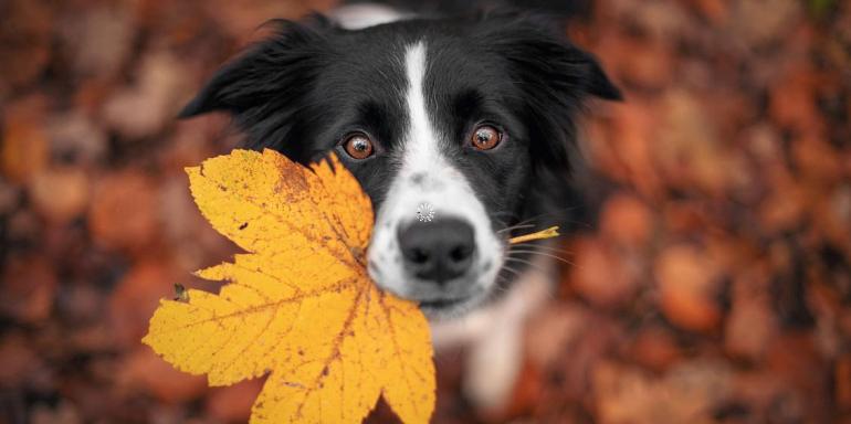 Border Collie hond in een herfstlandschap