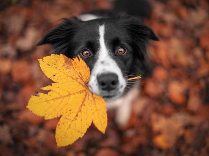 Border Collie hond in een herfstlandschap